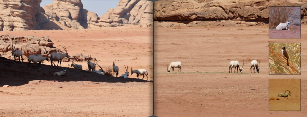 schermafbeelding 2026 01 26 om 20.58.07